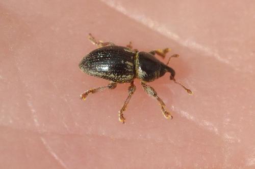 Réf. 99 726 : Pachytychius hordei