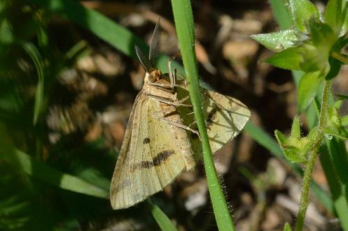 Aspitates ochrearia
