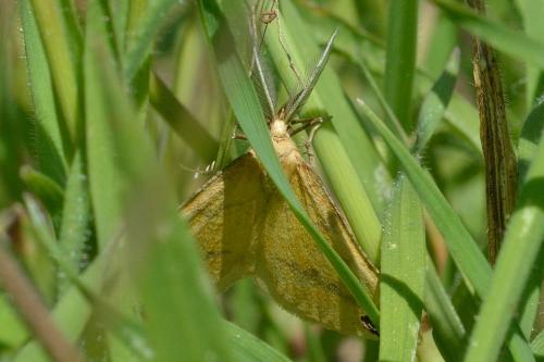 Aspitates ochrearia