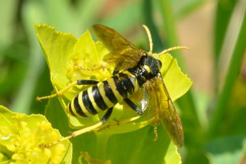 Cephaledo meridiana