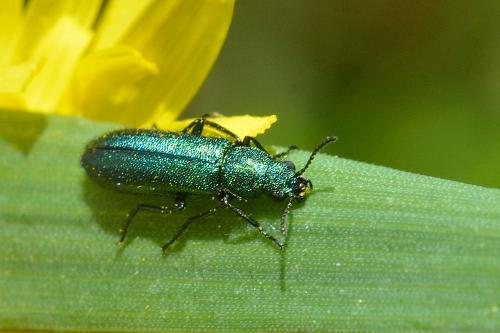 Réf. 99 925 : Psilothrix viridicoerulea