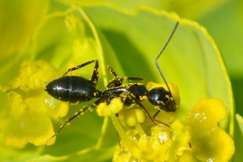 Réf. 99 927 : Camponotus aethiops