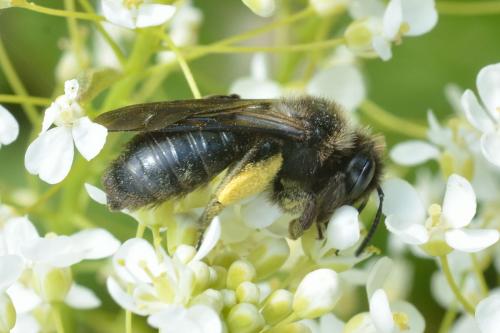 Andrena (nigrospina-pilipes)
