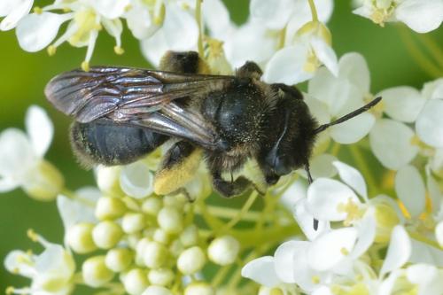 Andrena (nigrospina-pilipes)