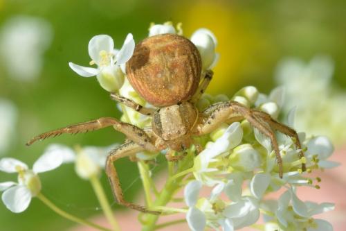 Xysticus sp.