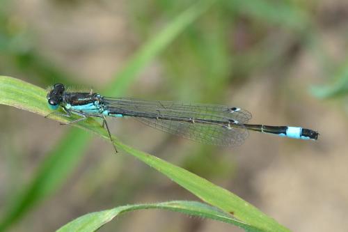 Ischnura elegans