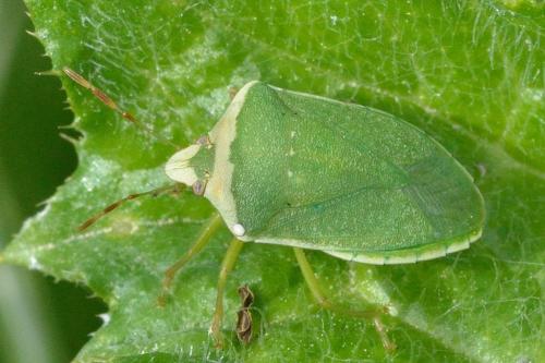 Nezara viridula