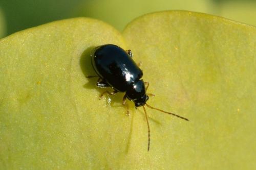 Réf. 99 989 : Aphthona sp.