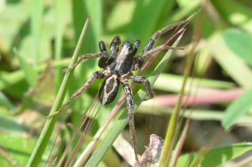 Réf. 99 988 : Alopecosa albofasciata