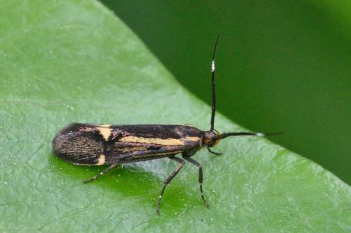 Esperia sulphurella