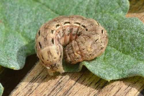 Noctua pronuba