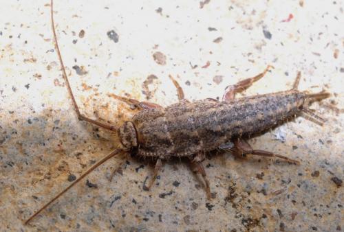 Ctenolepisma lineata