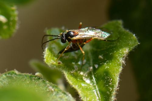 Diplazon pectoratorius