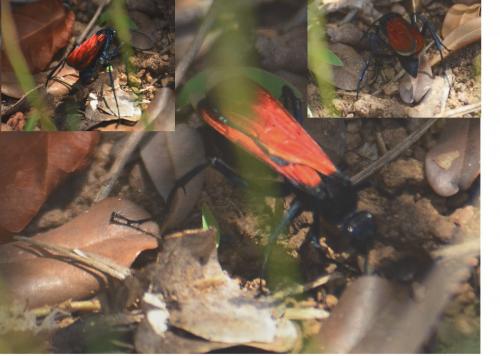 Pepsis sp.