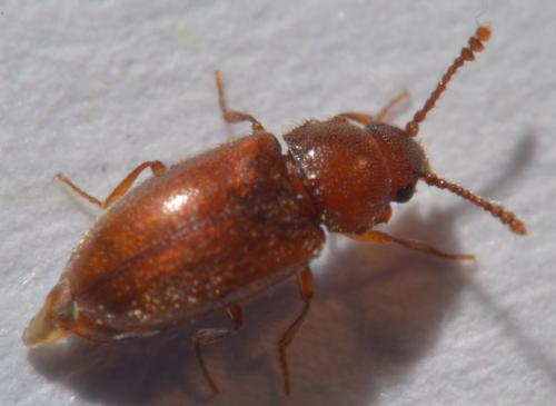 Cryptophagus sp.