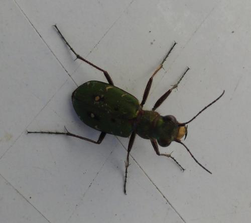 Cicindela campestris