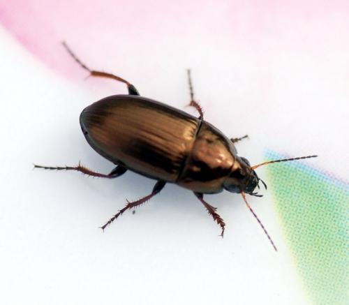 Réf. 99 648 : Amara aenea