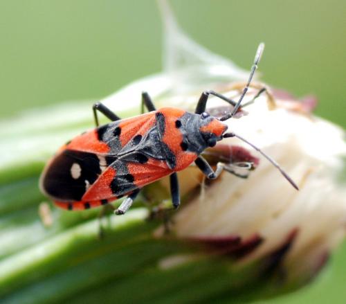 Lygaeus sp.