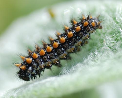 Melitaea sp.