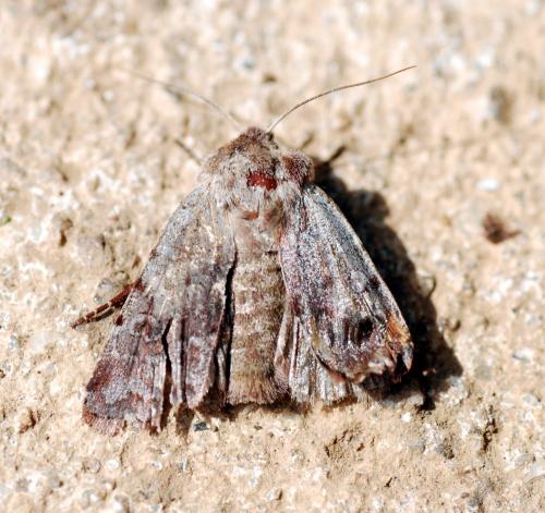 Cerastis rubricosa