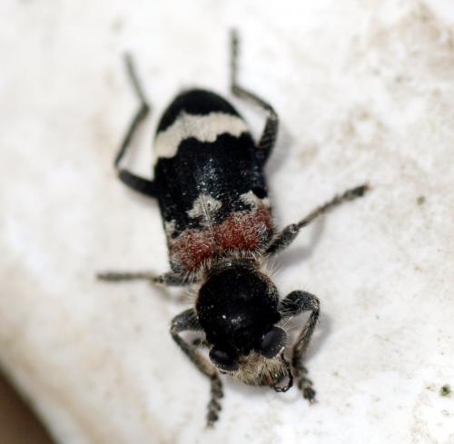 Clerus mutillarius
