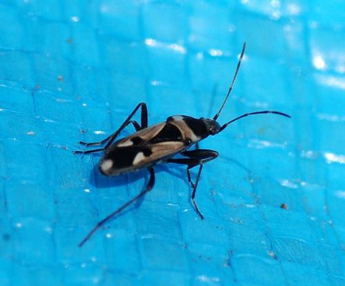 Raglius confusus