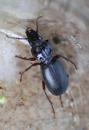 Pterostichus madidus