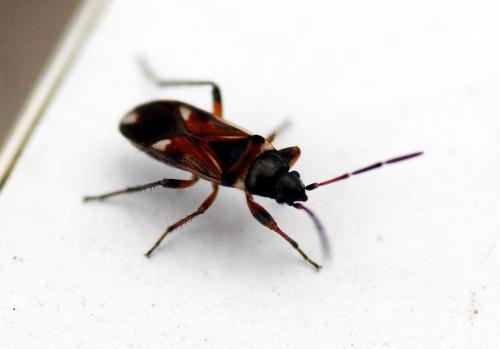 Raglius alboacuminatus