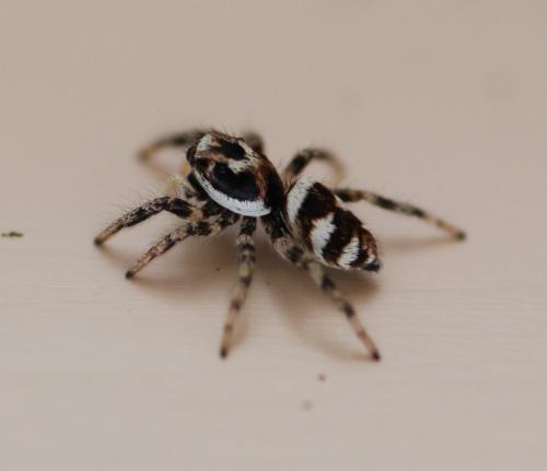 Réf. 99 957 : Salticus scenicus