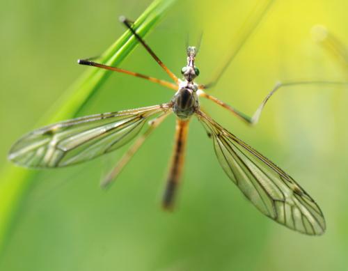 Tipula vernalis