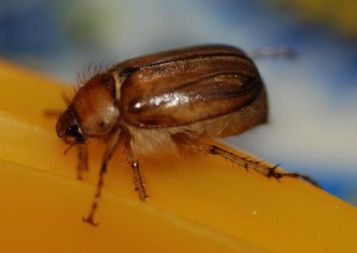 Rhizotrogus marginipes