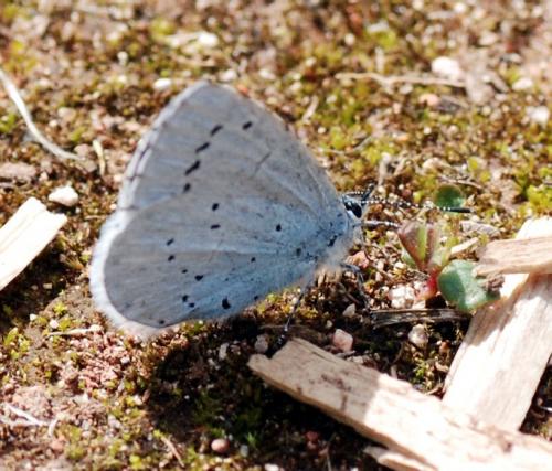 Réf. 99 607 : Celastrina argiolus