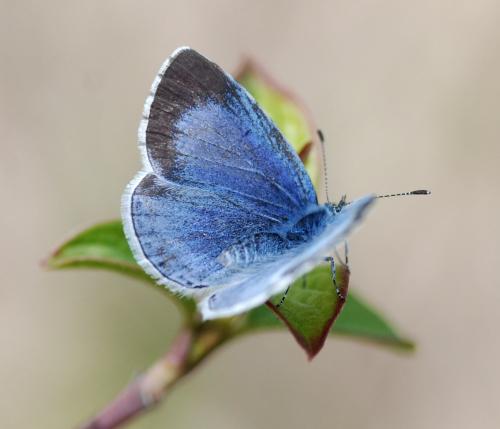 Réf. 99 608 : Celastrina argiolus