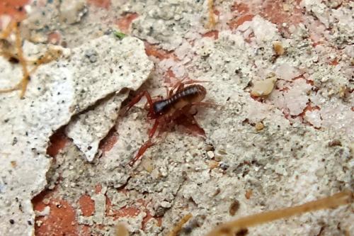 Réf. 99 781 : Chthonius sp.