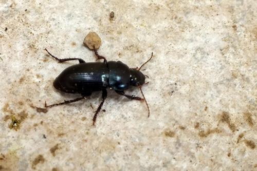Harpalus dimidiatus