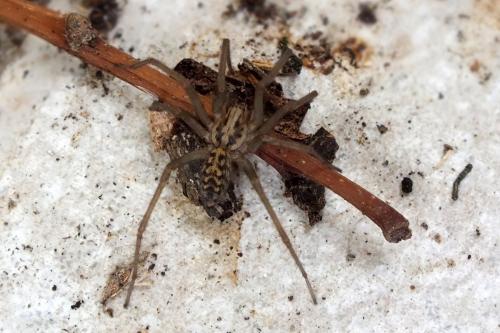 Tegenaria sp.