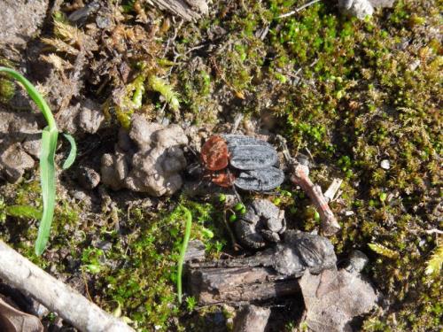 Réf. 99 404 : Oiceoptoma thoracicum
