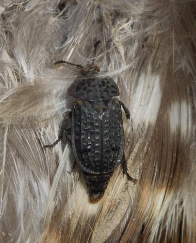 Thanatophilus rugosus