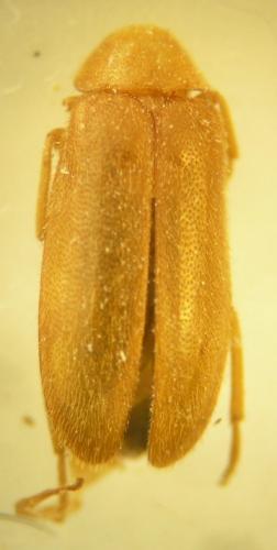Conopalpus testaceus