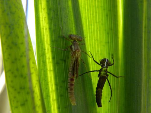 Pyrrhosoma nymphula