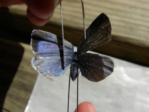 Celastrina argiolus