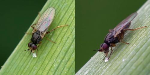 Elachiptera sp.