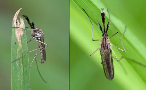 Réf. 99 676 : Aedes geniculatus