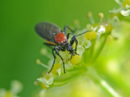 Réf. 99 640 : Bibio hortulanus