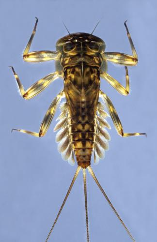 Ecdyonurus sp.