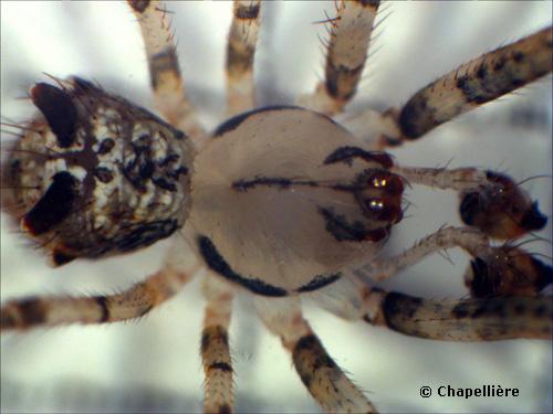 Réf. 99 395 : Ero tuberculata
