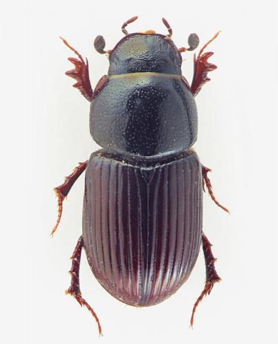 Réf. 99 200 : Esymus pusillus