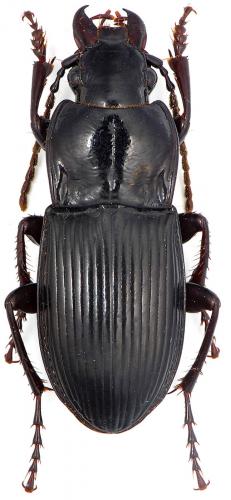 Réf. 99 377 : Abax parallelus