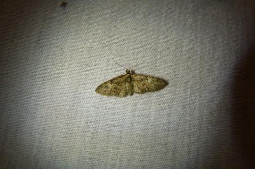 Eupithecia abbreviata