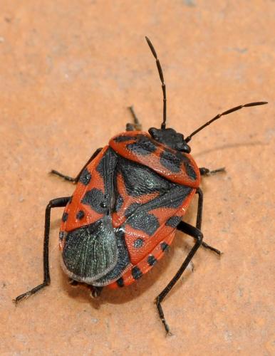 Eurydema ventralis